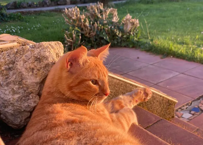 Le Pigeonnier De Migou Vakantiehuis Larrazet